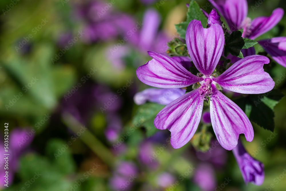 Macro photo of a flower with purple petals. Spring flowers. Macro photo of a flower with purple petals. Spring flowers.