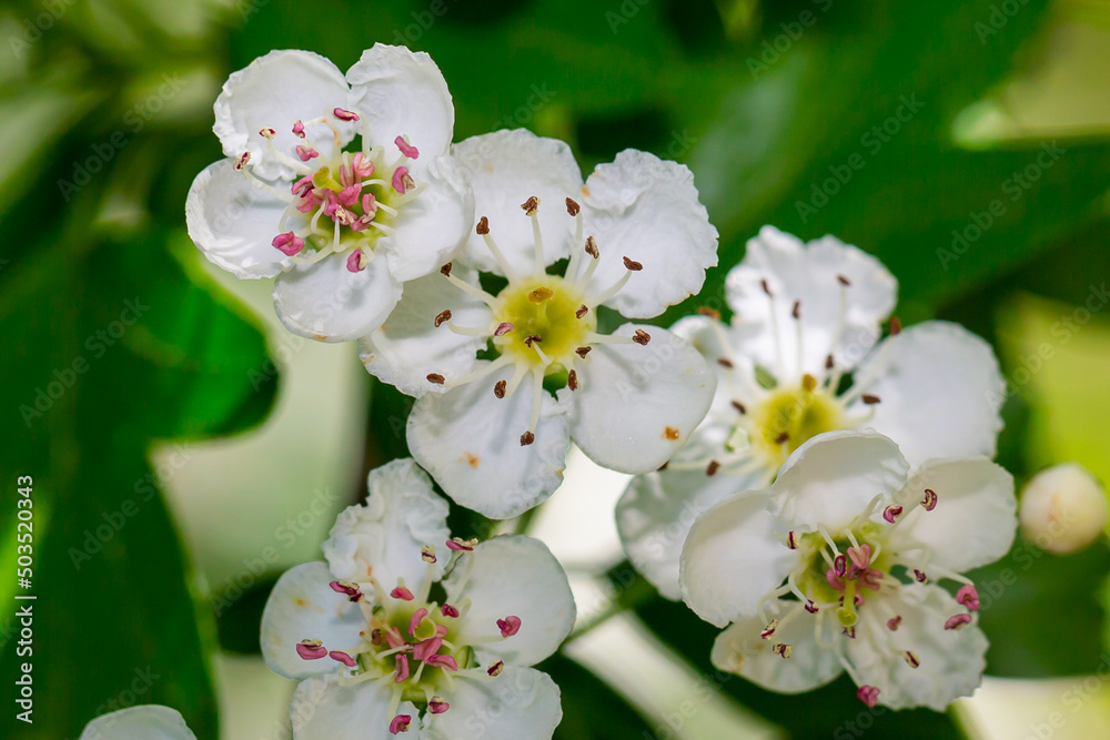 Fototapeta premium Macro photo of a flower with white petals. Spring flowers.
