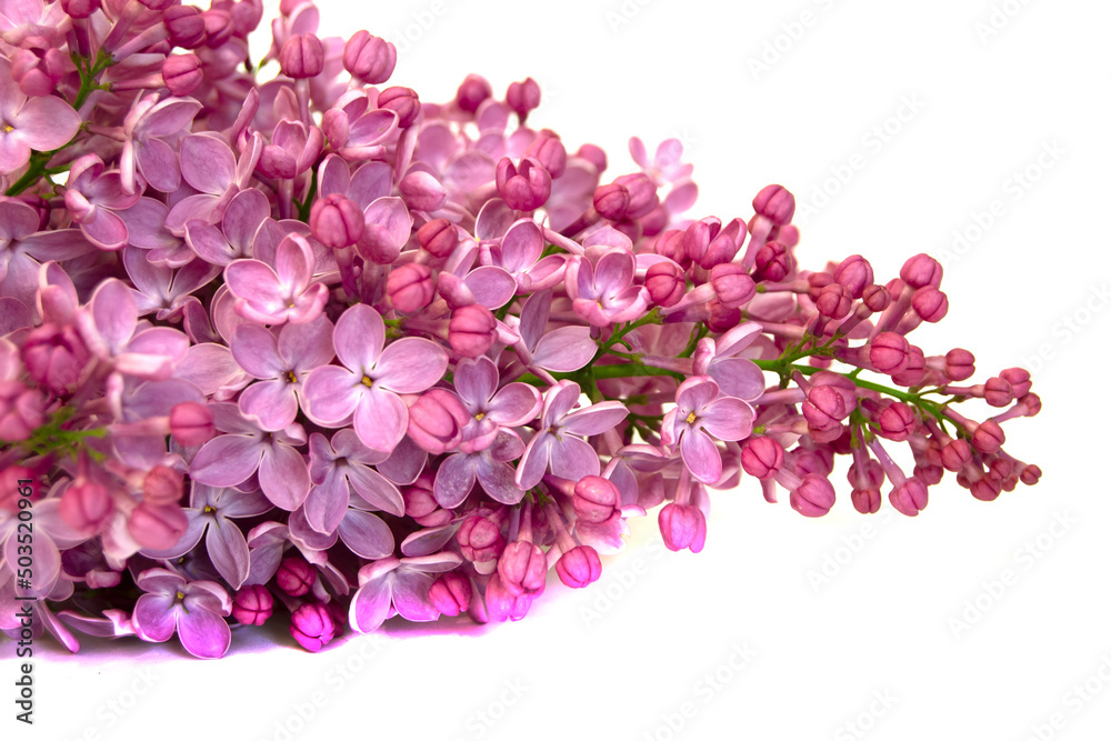 Lilac branch isolated on white background. Studio Photo