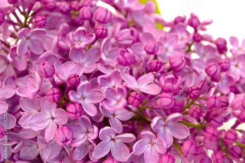 Close up of fresh lilac blossom isolated on white