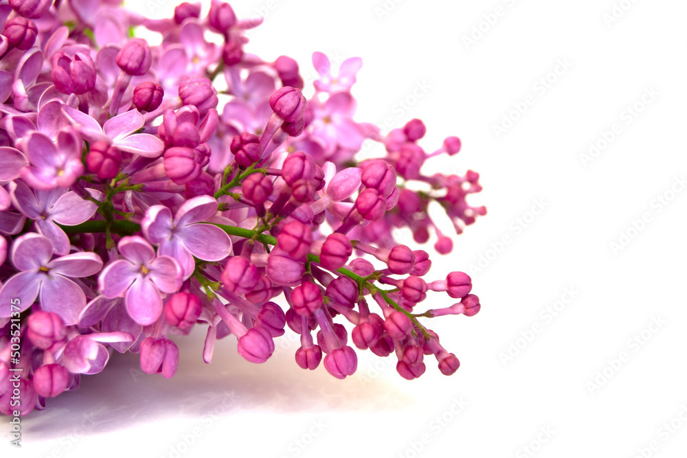 Spring flower, twig purple lilac. Syringa vulgaris. Close up of lilac flowers isolated on white background