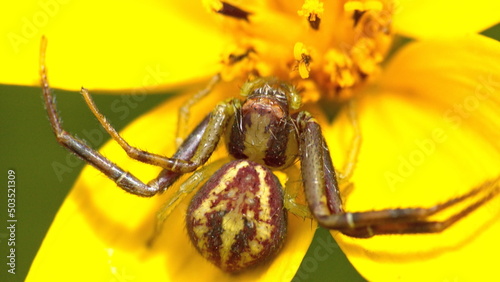 Crab spider on a yellow wildflower in a field in Cotacachi, Ecuador