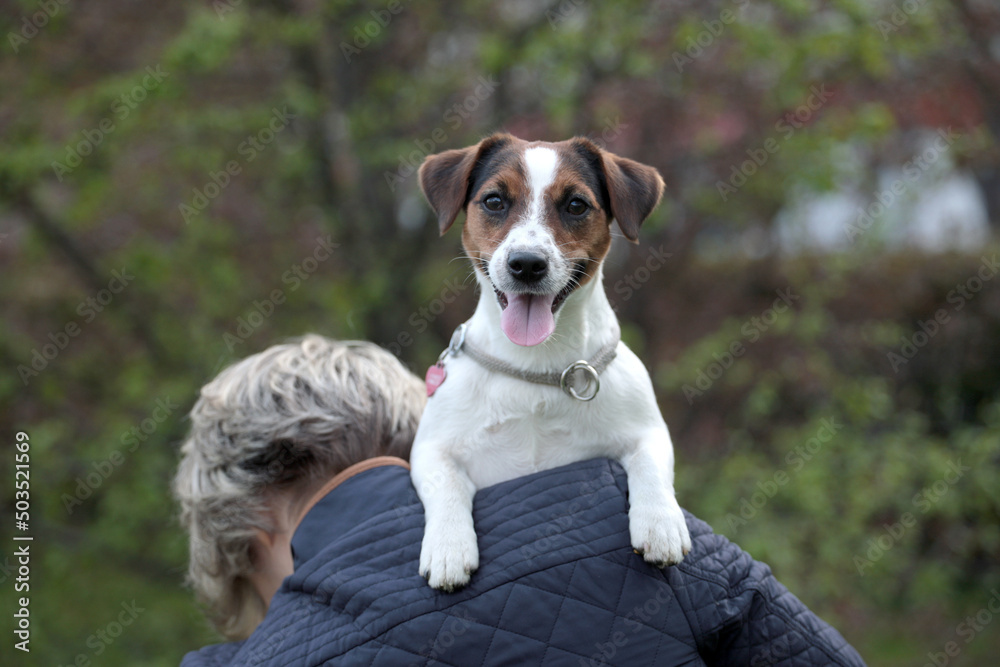 Woman sitting in park with jack russell terriers