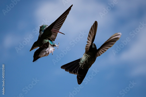 Broad-Billed Hummingbirds (Cynanthus latirostris) on a Collision Course