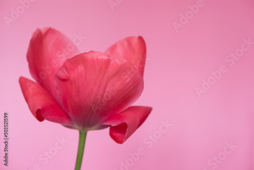 Big bright red flower tulip close up. Selective focus. Spring or summer concept. Spring background. Greeting festive card woman health