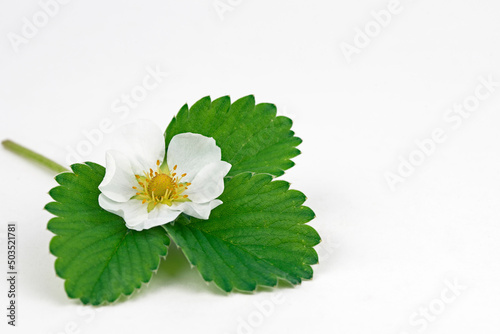 Strawberry Flower and Leaf on White Background