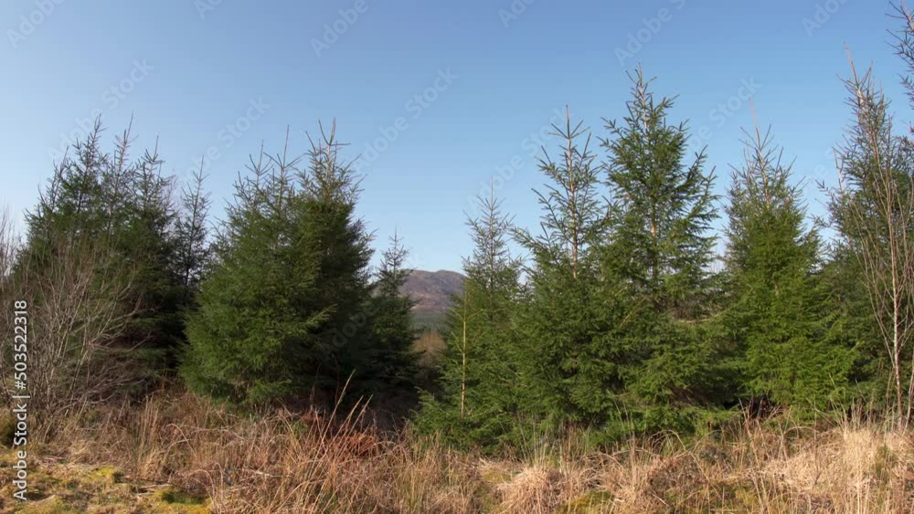 Woodland scene with Christmas trees and dry yellow summer grass Woodland scene with Christmas trees and dry yellow summer grass