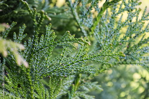 Evergreen leaves on branch of Thujopsis in the family Cupressaceae. Bright Thujopsis dolabrata in the spring. It is also called hiba, false arborvitae, or hiba arborvitae. Soft focus. photo
