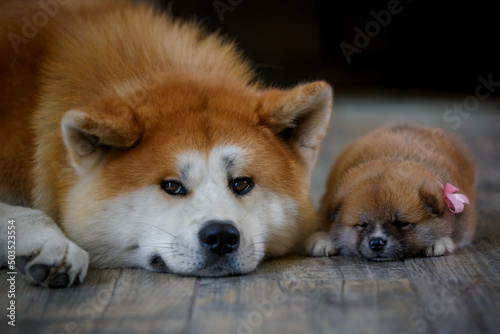 Dog and puppy on floor together © PaulShlykov