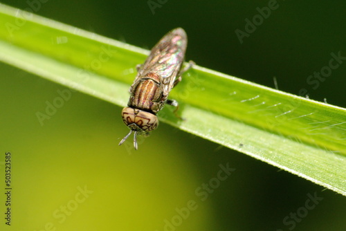 Gold sweat bee on a blade of grass in a field in Cotacachi, Ecuador
