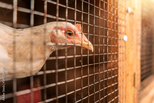 Tablou canvas Fighting cock breeder hen locked in a cage in an arena where cockfighting takes