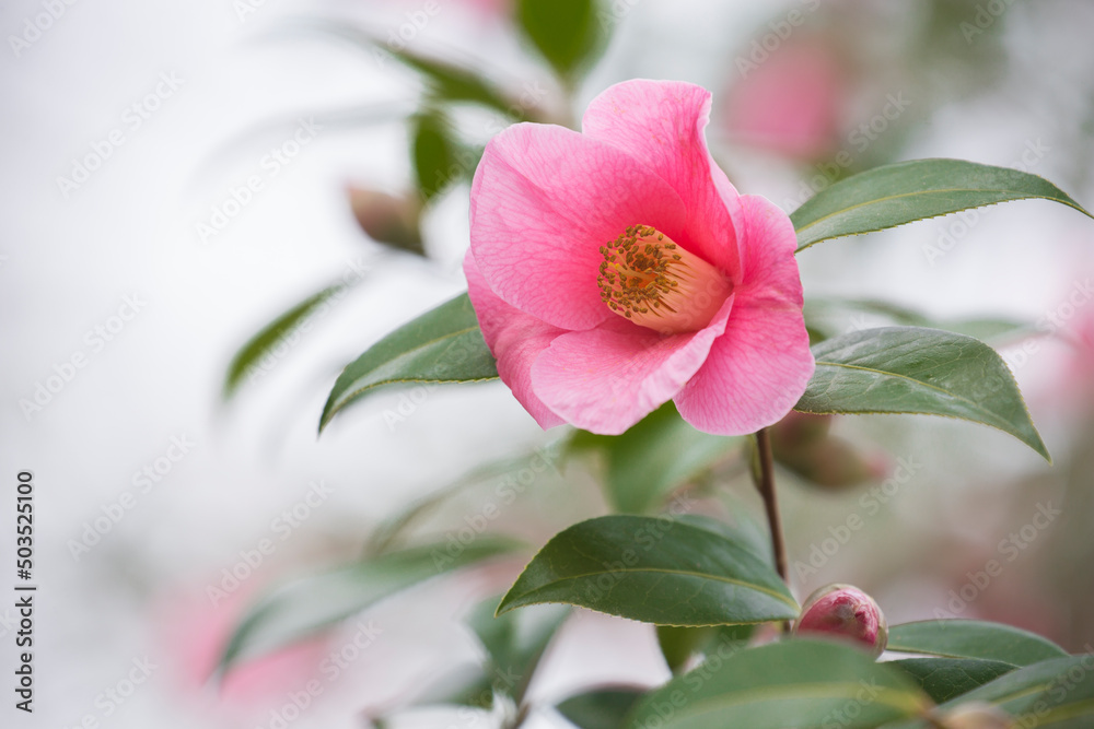 Beautiful pink camellia blossom against a soft, dreamy background in spring
Beautiful pink camellia blossom against a soft, dreamy background in spring