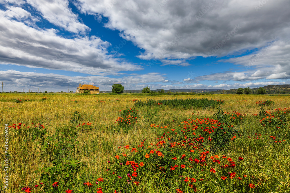 Abandoned house in the yellow prairie fields with red poppies and blue skies. Fields of Chamusca - Portugal, with red poppies and blue skies