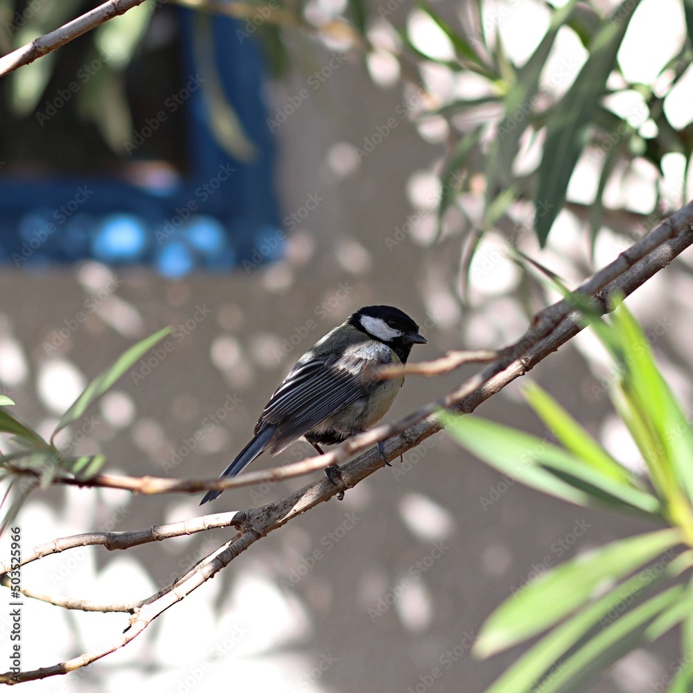 Fototapeta premium Sikorka siedząca na gałęzi