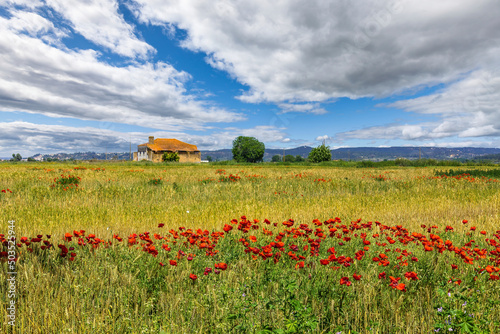 Abandoned house in the yellow prairie fields with red poppies and blue skies. Fields of Chamusca - Portugal  with red poppies and blue skies