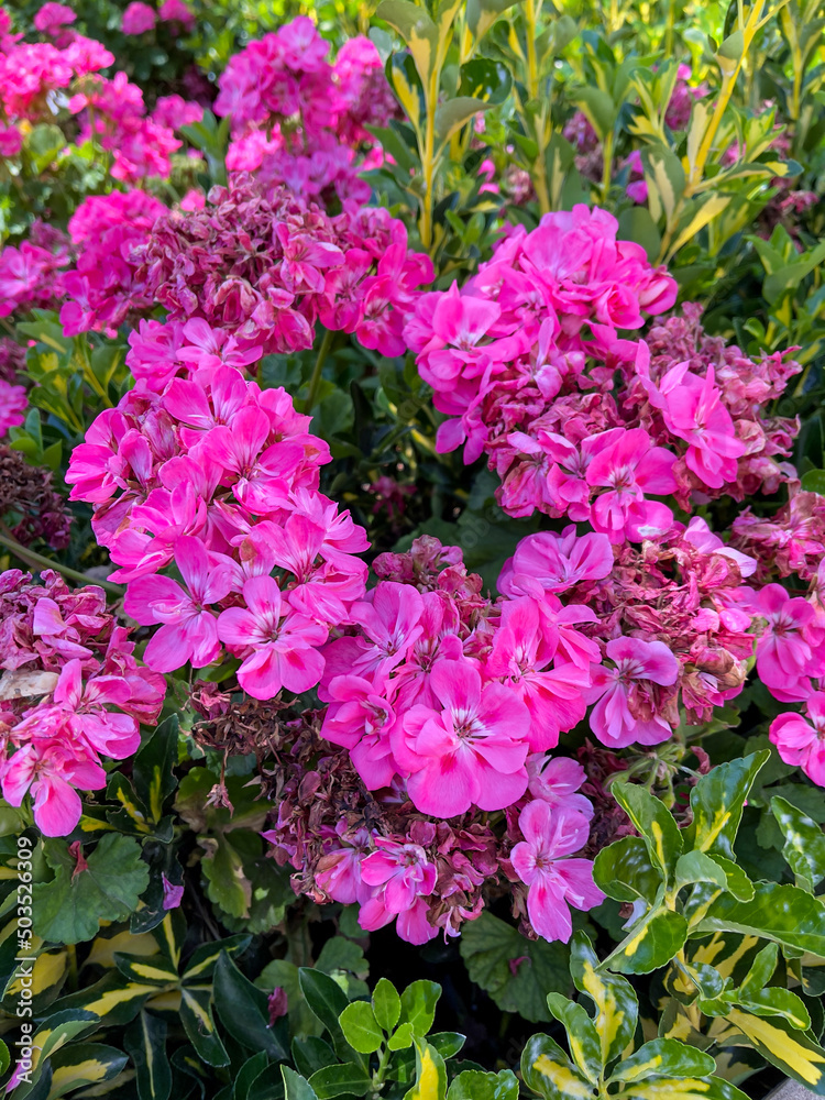 Pink rose flowers in the garden Pink rose flowers in the garden