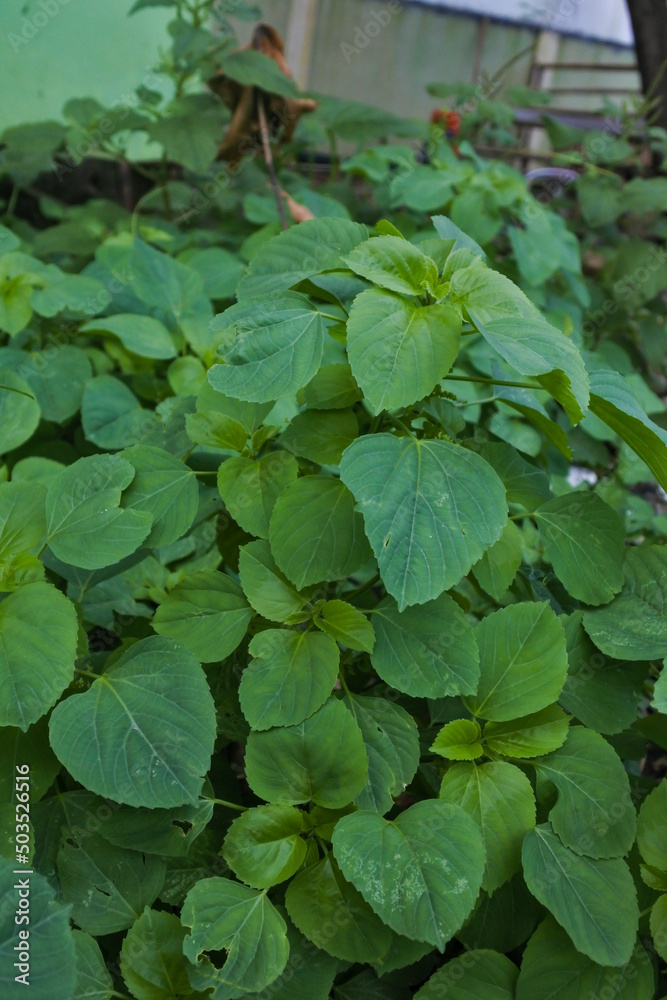 wild plants with bright fresh lush leaves of unknown species thrive in a field wild plants with bright fresh lush leaves of unknown species thrive in a field