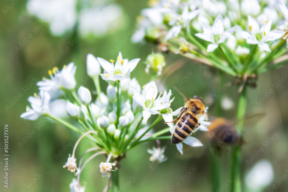 Honey bee apis mellifera on white flower while collecting pollen on green blurred background close up macro. Honey bee apis mellifera on white flower while collecting pollen on green blurred background close up macro.