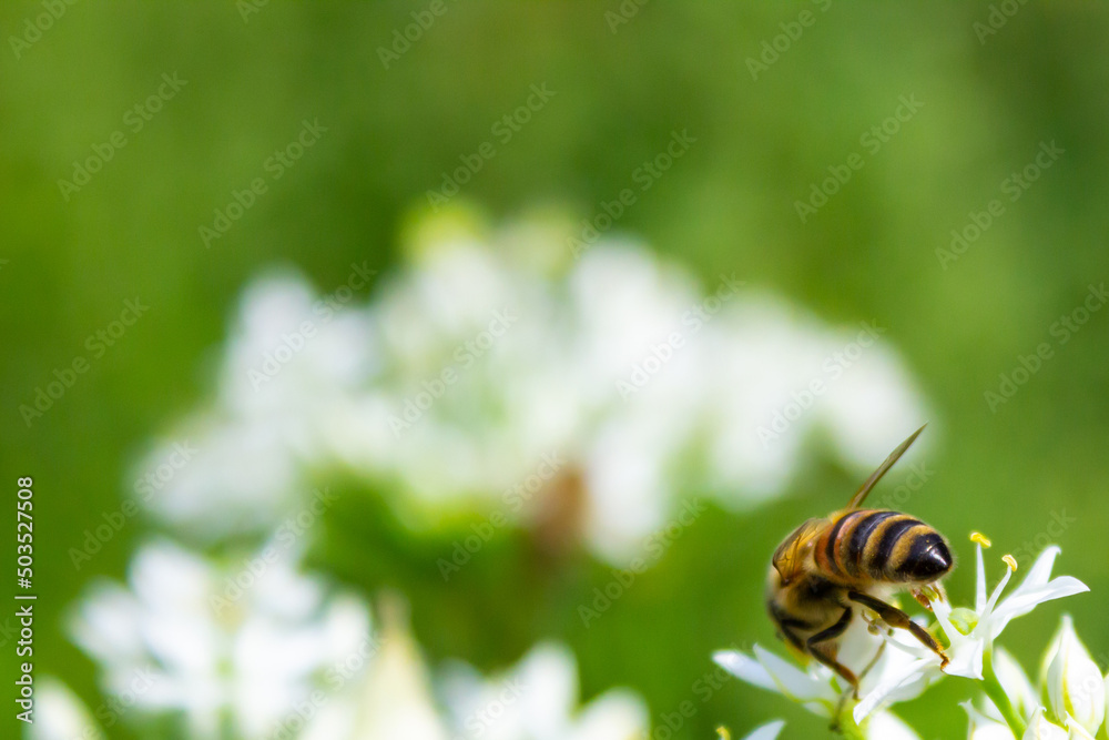 Honey bee apis mellifera on white flower while collecting pollen on green blurred background close up macro. Honey bee apis mellifera on white flower while collecting pollen on green blurred background close up macro.
