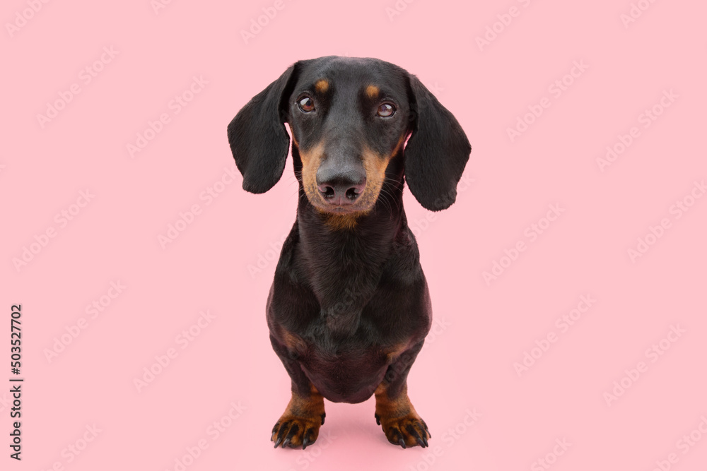Portrait young dachshund puppy dog looking at camera. Isolated on pink coral background