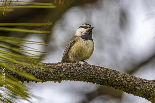 Mountain Chickadee (Poecile gambeli) on Pine Tree Branch photo