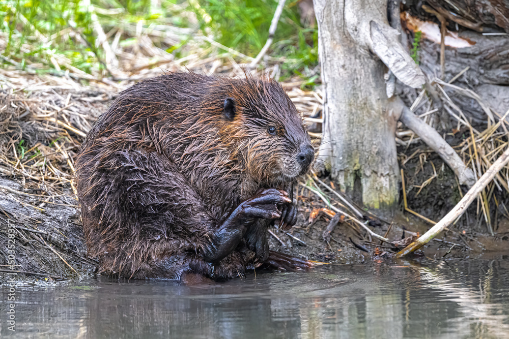 North American Beaver (Castor canadensis) Cleaning Itself North American Beaver (Castor canadensis) Cleaning Itself