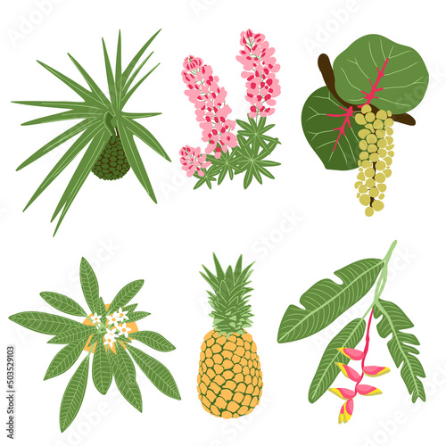 Exotic summer fruits and flowers flat set, hala fruit pandan ripe screw pine, heliconia lupine plumeria flowers and leaves, pineapple, coccoloba uvifera seagrape fruit tree brunch vector illustration