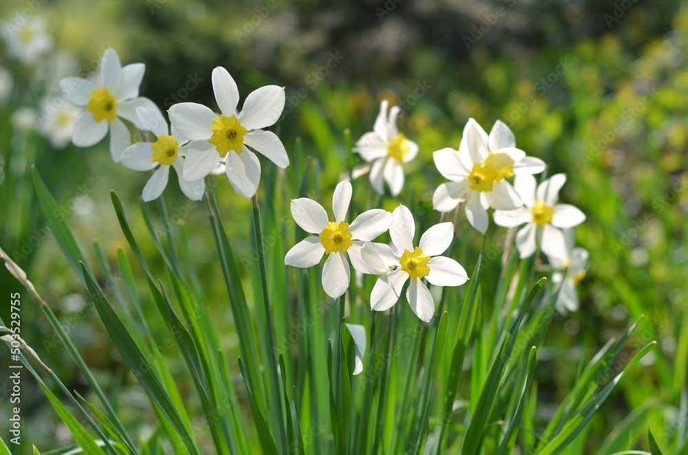 Narcissus flower, white daffodils in spring garden on sunny day. Growing flowers and gardening concept. Free copy space Narcissus flower, white daffodils in spring garden on sunny day. Growing flowers and gardening concept. Free copy space