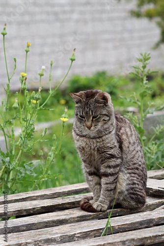 Siedzący pręgowany szary kot wśród zieleni
