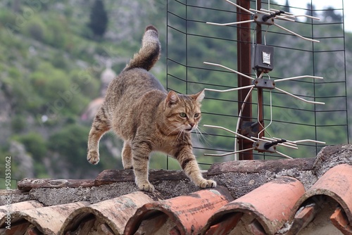 Bury kot biegający po dachu w mieście Kotor