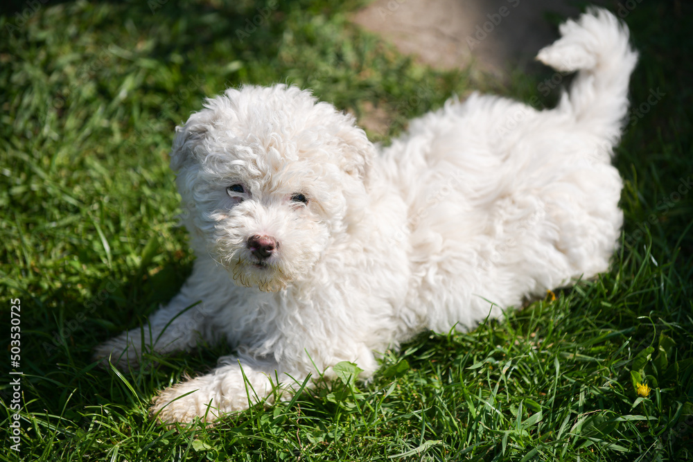Puli white dog puppy cub standing on a grass and looking to the camera. Beautiful dog breed. Pet photography. Puli white dog puppy cub standing on a grass and looking to the camera. Beautiful dog breed. Pet photography.