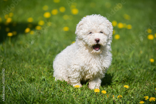 Puli white dog puppy cub standing on a grass and looking to the camera. Beautiful dog breed. Pet photography. photo