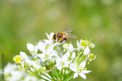 Honey bee apis mellifera on white flower while collecting pollen on green blurred background close up macro.
