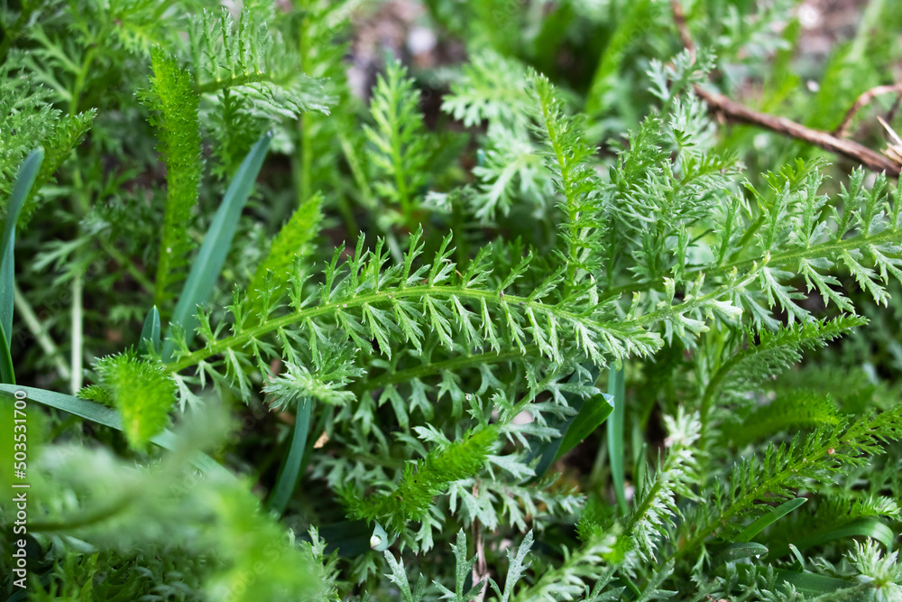Green feathery leaves of achillea millefolium or yarrow plant Green feathery leaves of achillea millefolium or yarrow plant