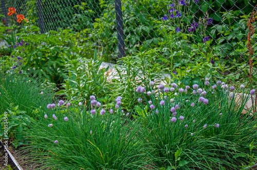 Flower bed with Allium schoenoprasum and other flowers in the "new wave" garden