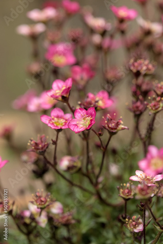Kleine Blüten Blume pink rot gelb fröhlich frisch Bokeh Hintergrundunschärfe Garten Natur