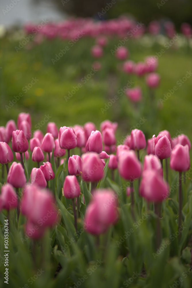 pink tulips in the garden pink tulips in the garden