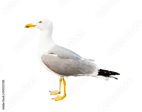 Seagull, isolated on white background