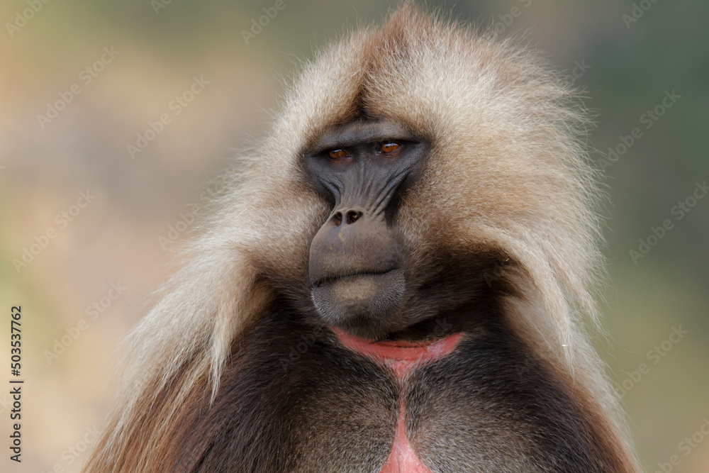 Obraz premium Portrait of a male galada baboon, sometimes called the bleeding-heart monkey or red heart baboon in the Simien Mountains National Park in Ethiopia