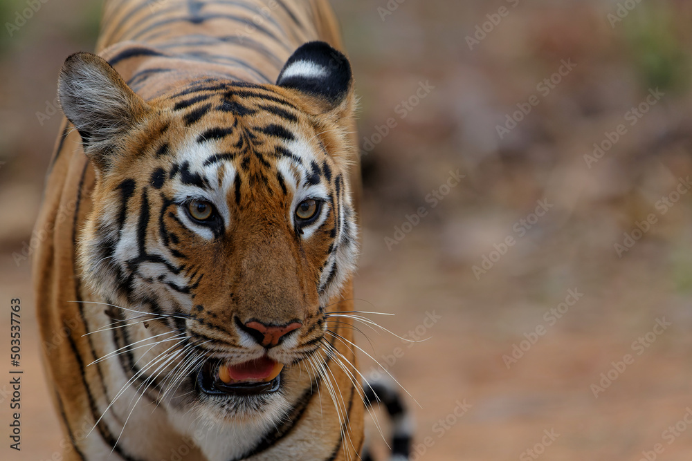 Female tiger walking in Tadoba National Park in India Female tiger walking in Tadoba National Park in India