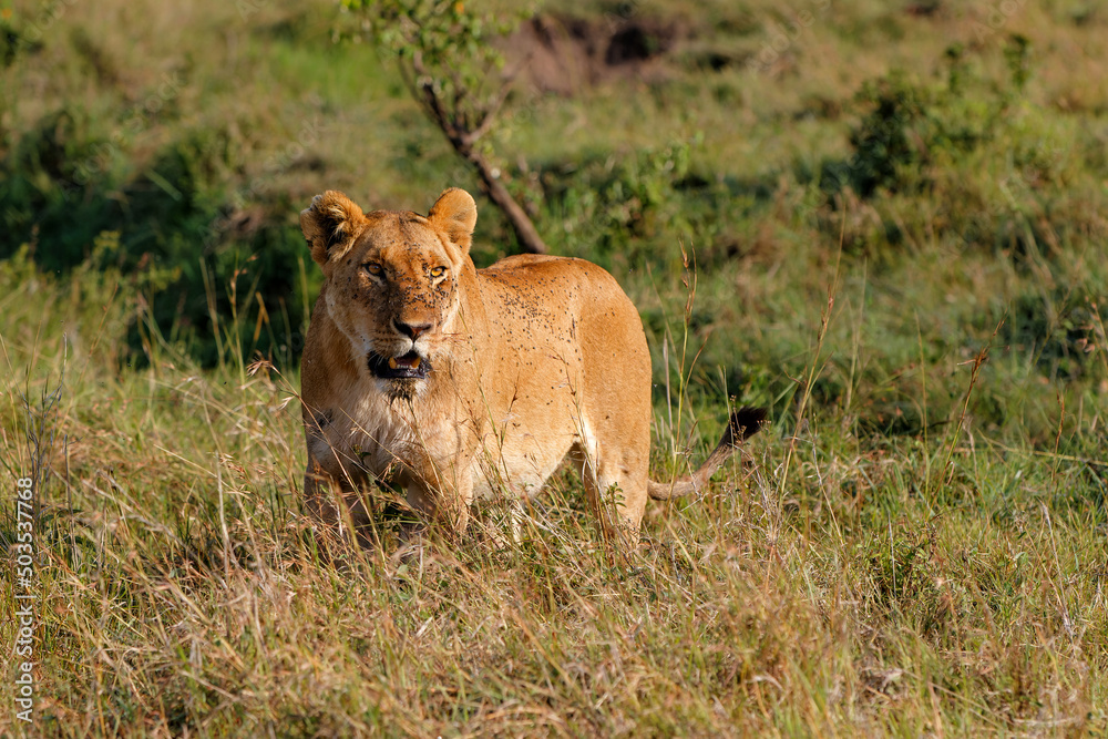 lioness with lots of flies walking in the Masai Mara National Reserve in Kenya lioness with lots of flies walking in the Masai Mara National Reserve in Kenya