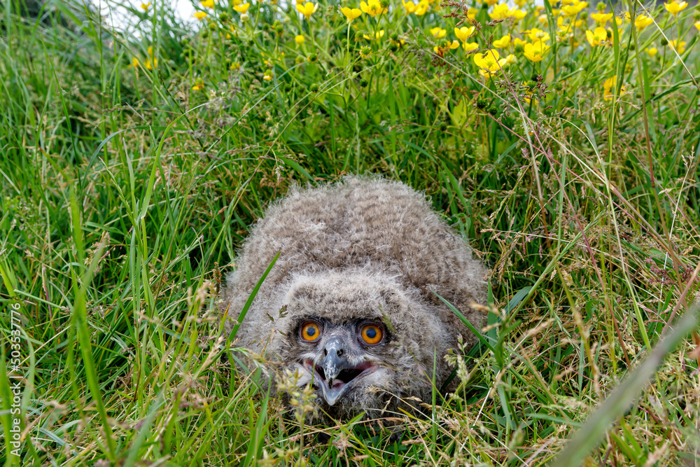 Cute juvenile European Eagle Owl (Bubo bubo) walking over a meadow in Gelderland in the Netherlands. Cute juvenile European Eagle Owl (Bubo bubo) walking over a meadow in Gelderland in the Netherlands.