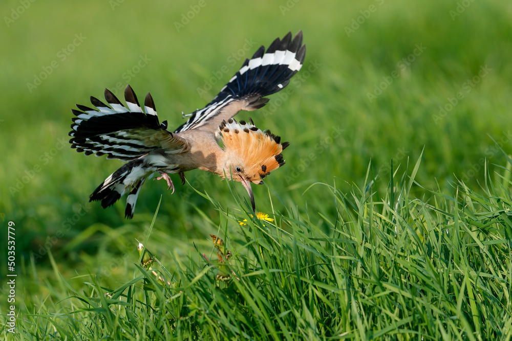 Eurasian hoopoe (Upupa epops) flying while searching for food in a meadow in the Netherlands Eurasian hoopoe (Upupa epops) flying while searching for food in a meadow in the Netherlands
