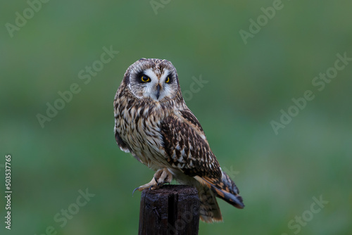 Short-eared owl (Asio flammeus) sitting on a pole in the meadows of Noord Brabant near Rosmalen in the Netherlands photo