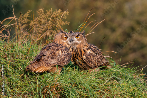 Juvenile European Eagle Owls (Bubo bubo) sitting together in the forest in Gelderland in the Netherlands. photo