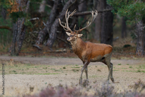 Red deer  Cervus elaphus  stag showing dominant behaviour in the rutting season on a heath field in the forest of National Park Hoge Veluwe in the Netherlands