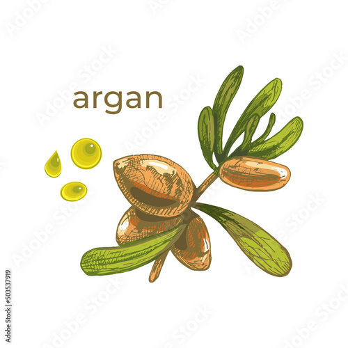 710_аrgan Argan fruit hand drawn icon, argan tree branch with seeds, vector color botanical illustration for argan oil skin care and beauty products, food and cosmetic packaging design elements