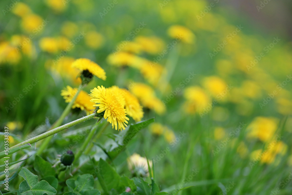 Blooming dandelion, spring flowers in green grass. Meadow with dandelions Blooming dandelion, spring flowers in green grass. Meadow with dandelions