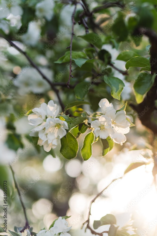 Closeup of a fruit tree with white blossom in spring. Beautiful nature background with copy space. Freshness, art, inspiration, beauty concept.