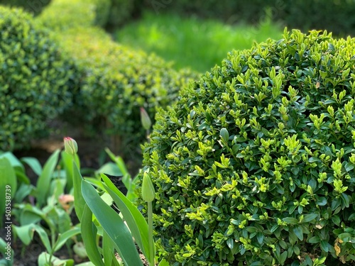 Billede på lærred Landscaping of a garden with a green lawn, colorful decorative shrubs and shaped yew and boxwood, Buxus